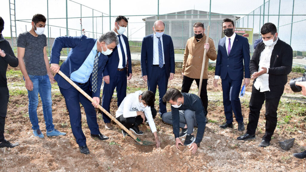 Batman’da okul bahçeleri fıstık ağaçlarıyla buluşuyor