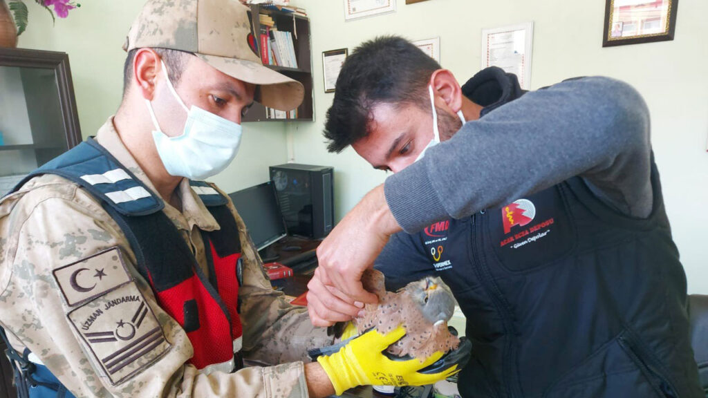 Adıyaman’da yaralı yavru şahine Jandarma koruması