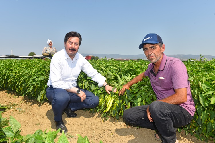 Yenişehir’de hasat şenliği