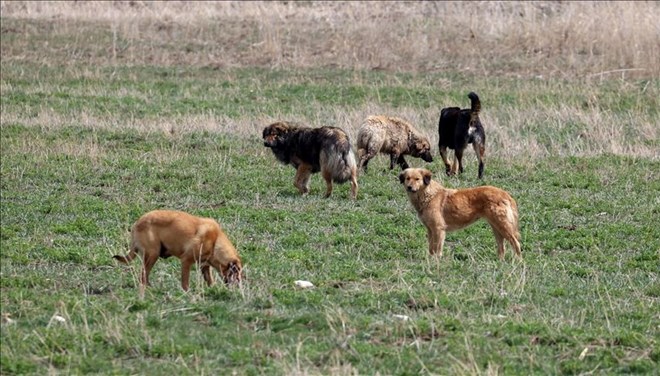 Köpekler oluşu beklerken, sen neredeydin!