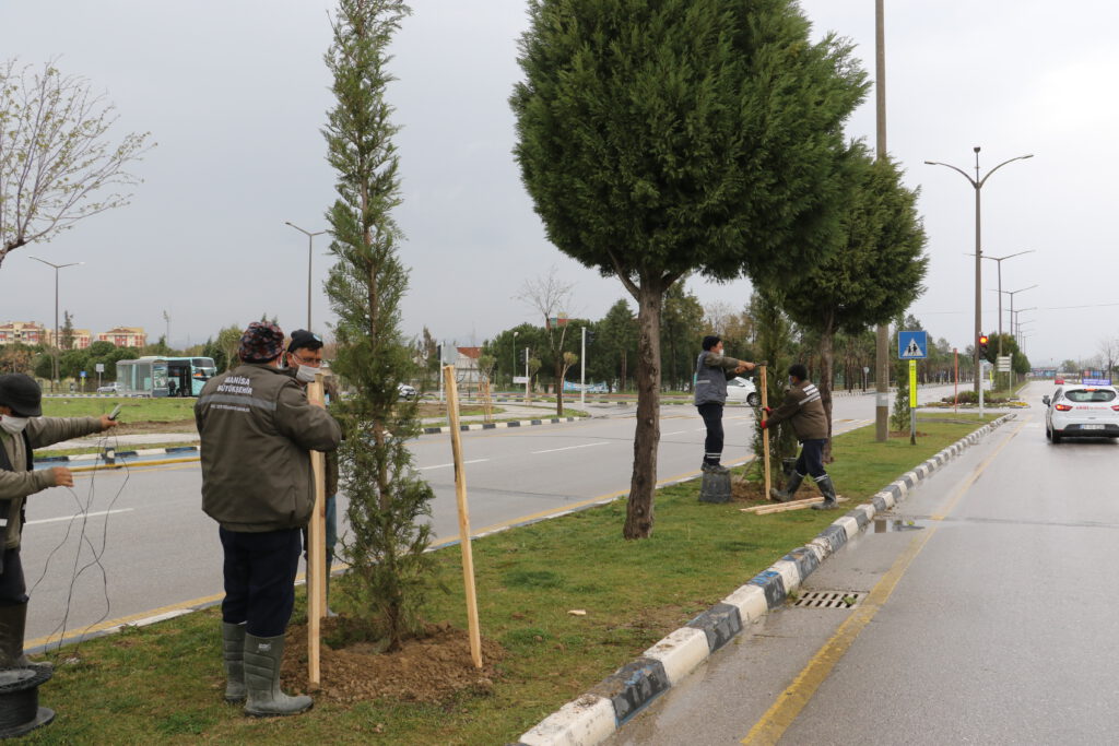 Manisa’da zarar gören ağaçlar yenileniyor