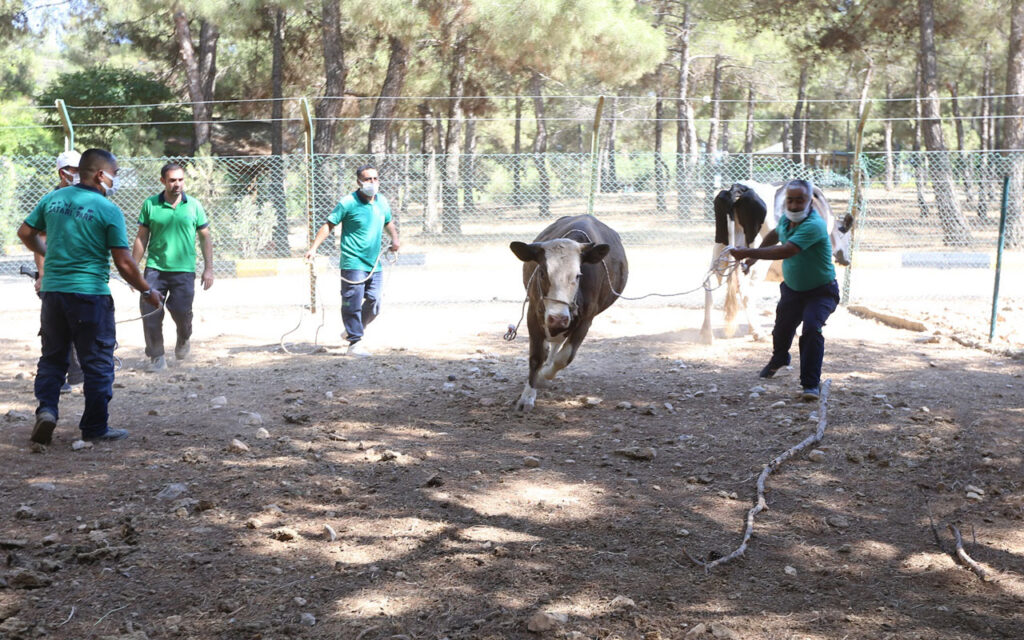 Gaziantep’te ‘kurbanlık tim’ eğitimleri tamamlandı